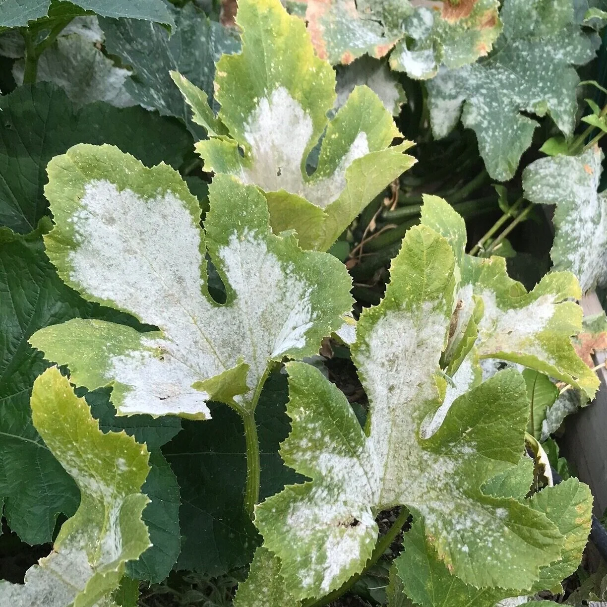 White mold on summer squash