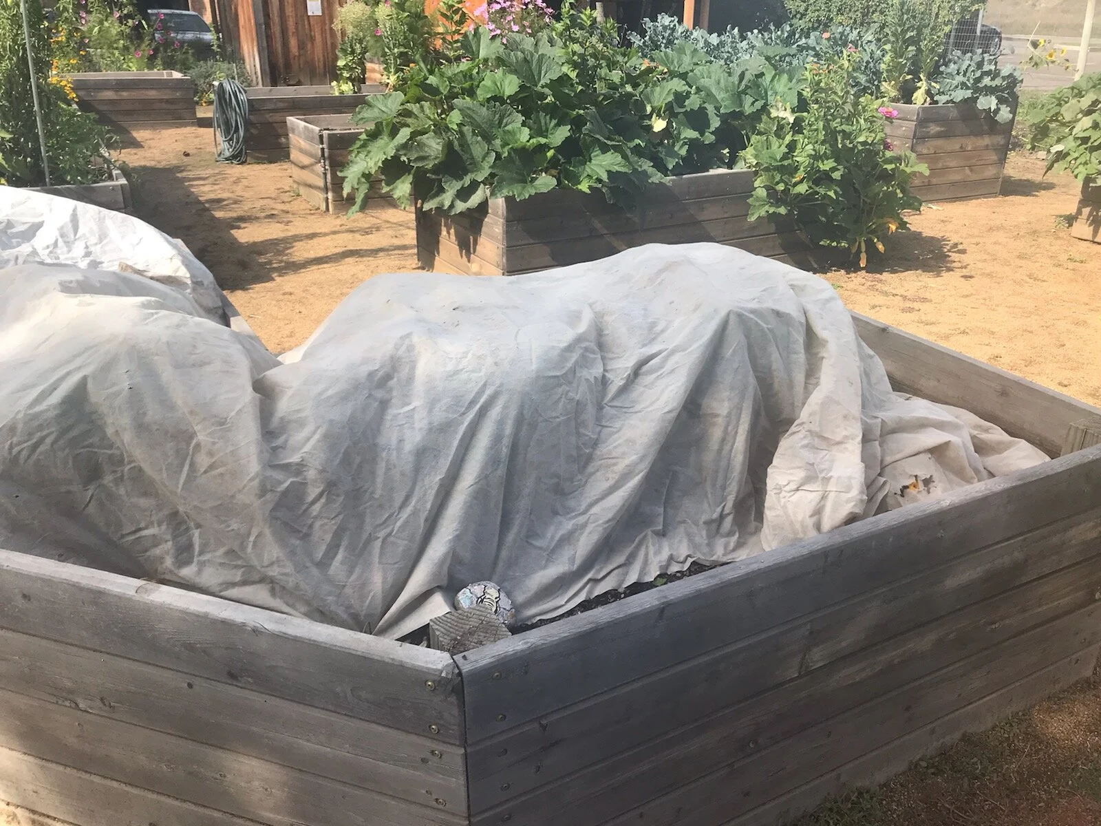 Remay over pepper plants helps protect the plants cold fall temps.