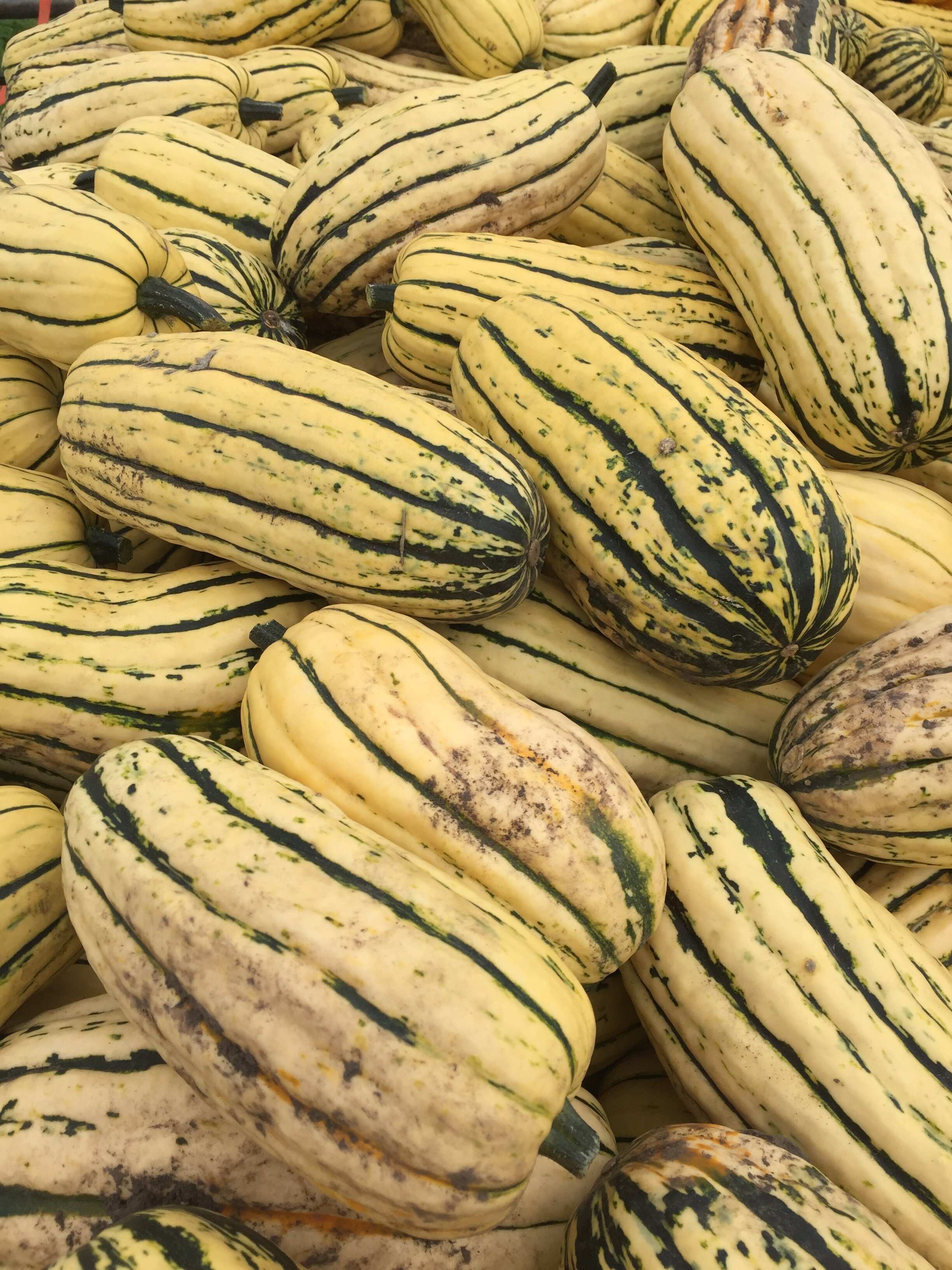 Everything You Need to Know About Winter Squash — Garden City Harvest