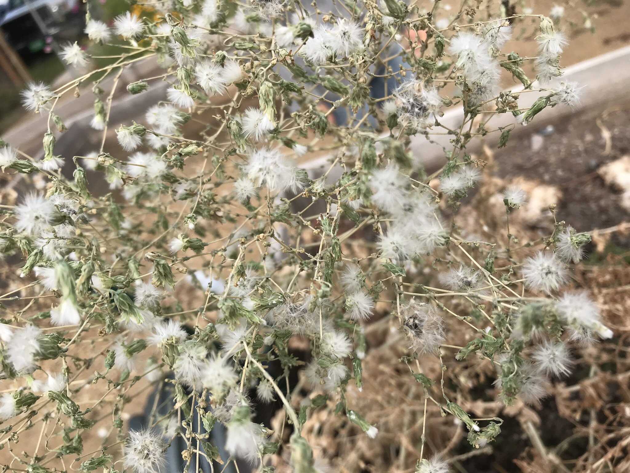 Lettuceseeds
