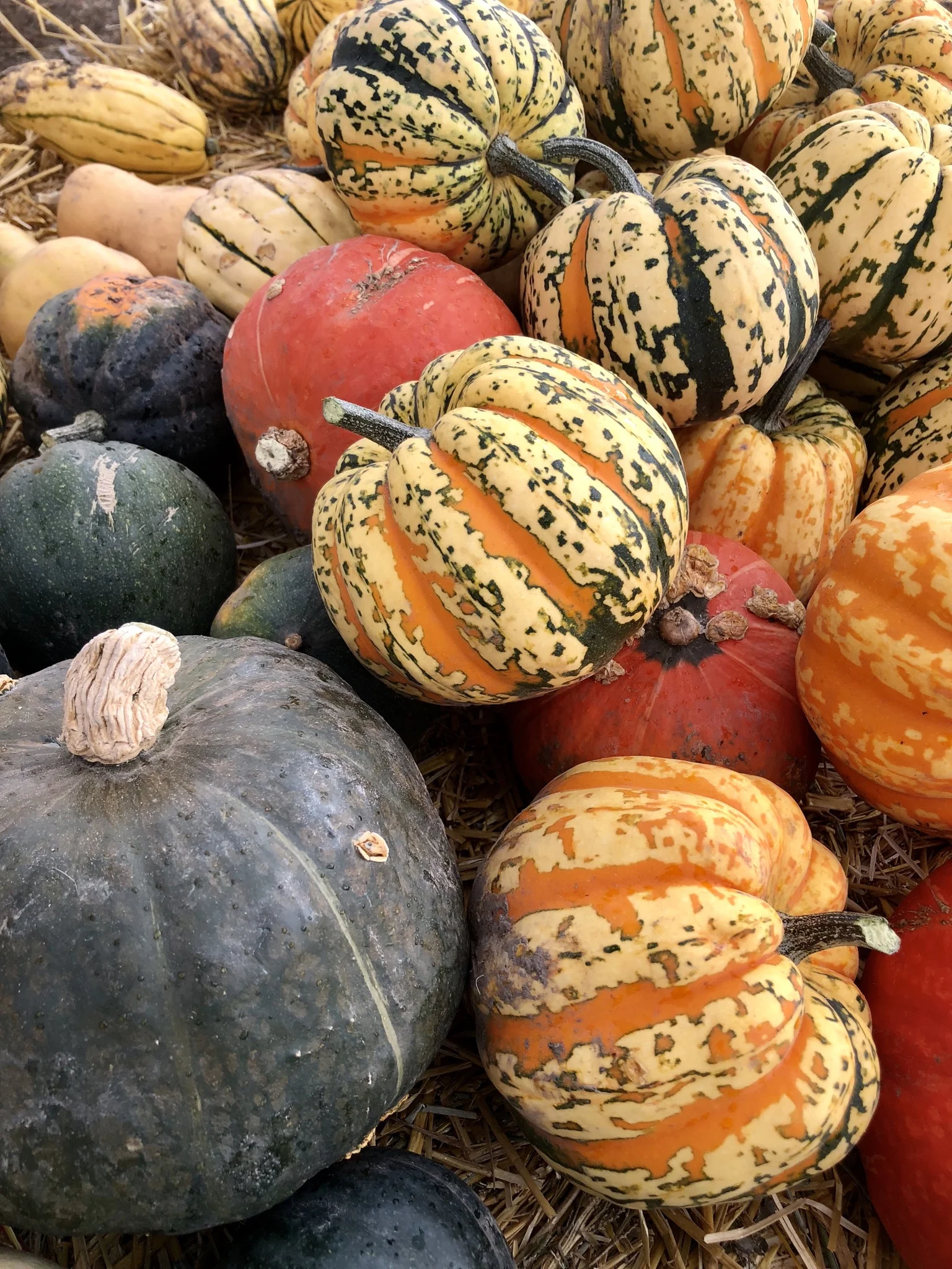 Everything You Need to Know About Winter Squash