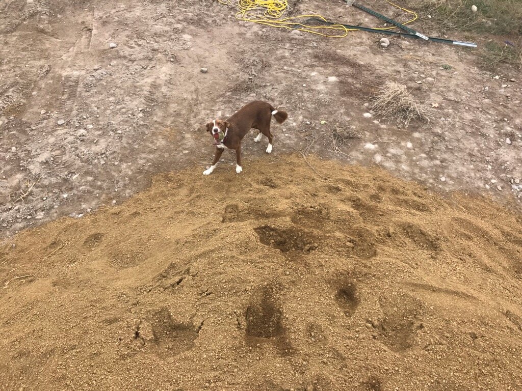 In the spring we’ll be moving this pile of decomposed granite. (Ruby for scale).