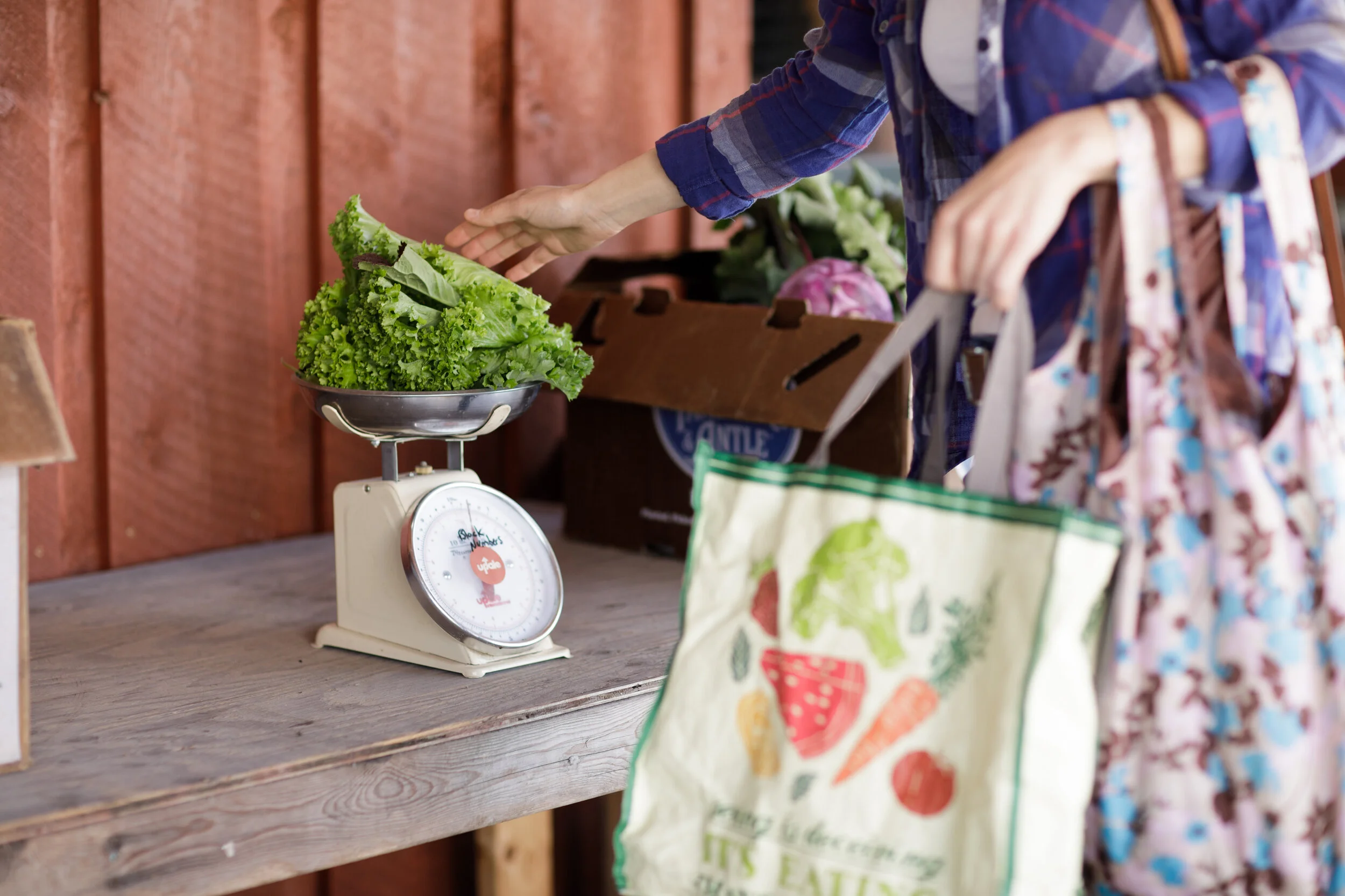 CSA Farm Share FAQ! 