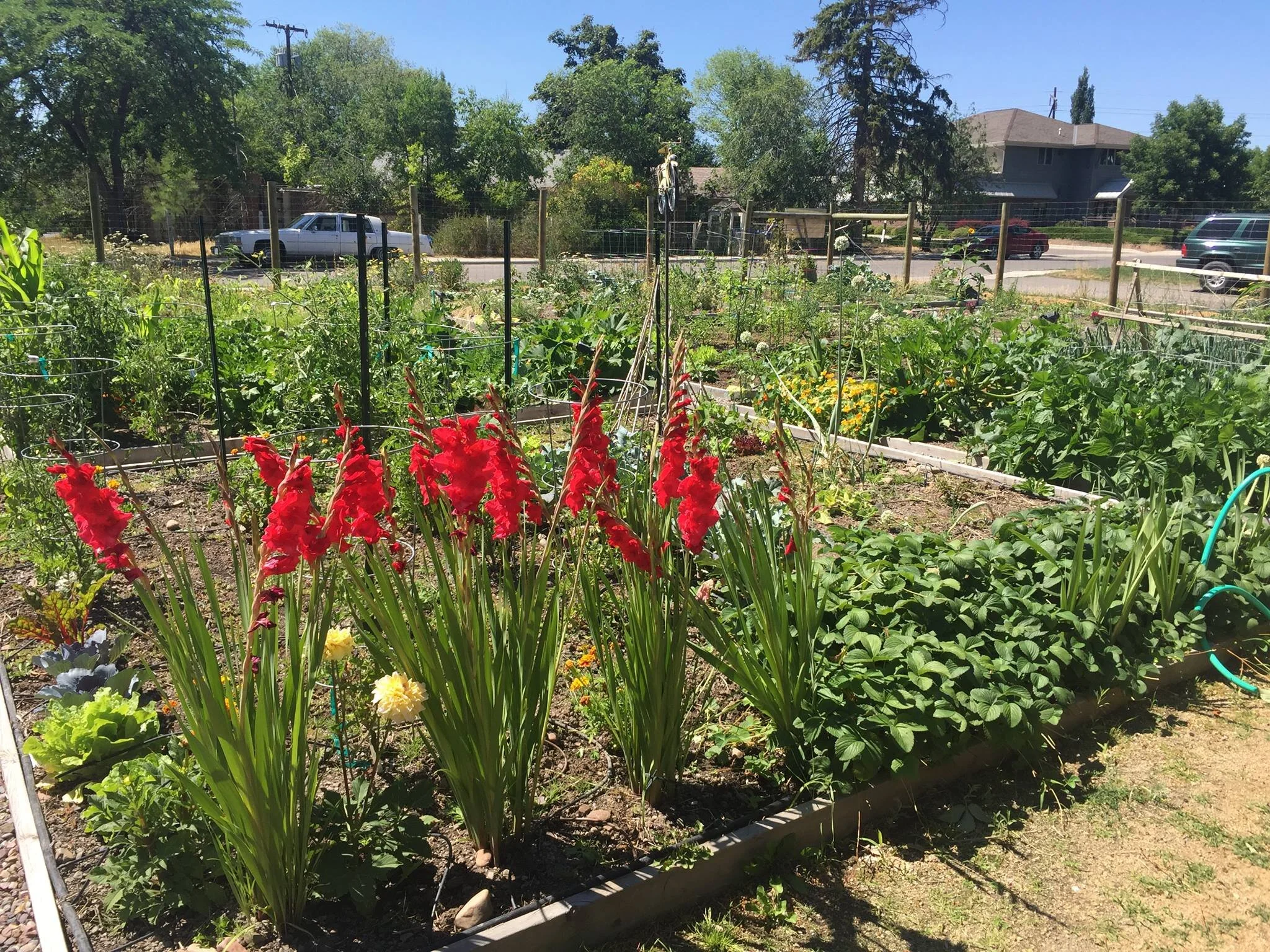 Ivy Street Community Garden Orientation