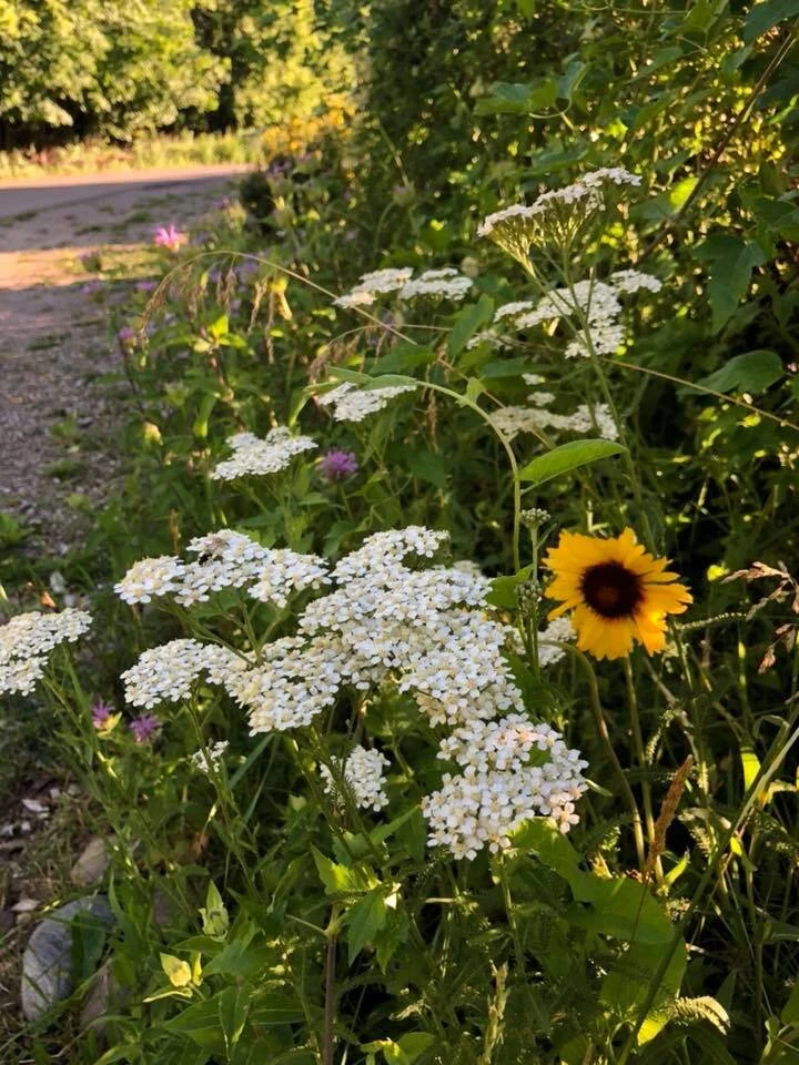 native garden.jpg