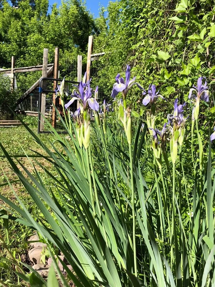 Second Street Community Garden Orientation