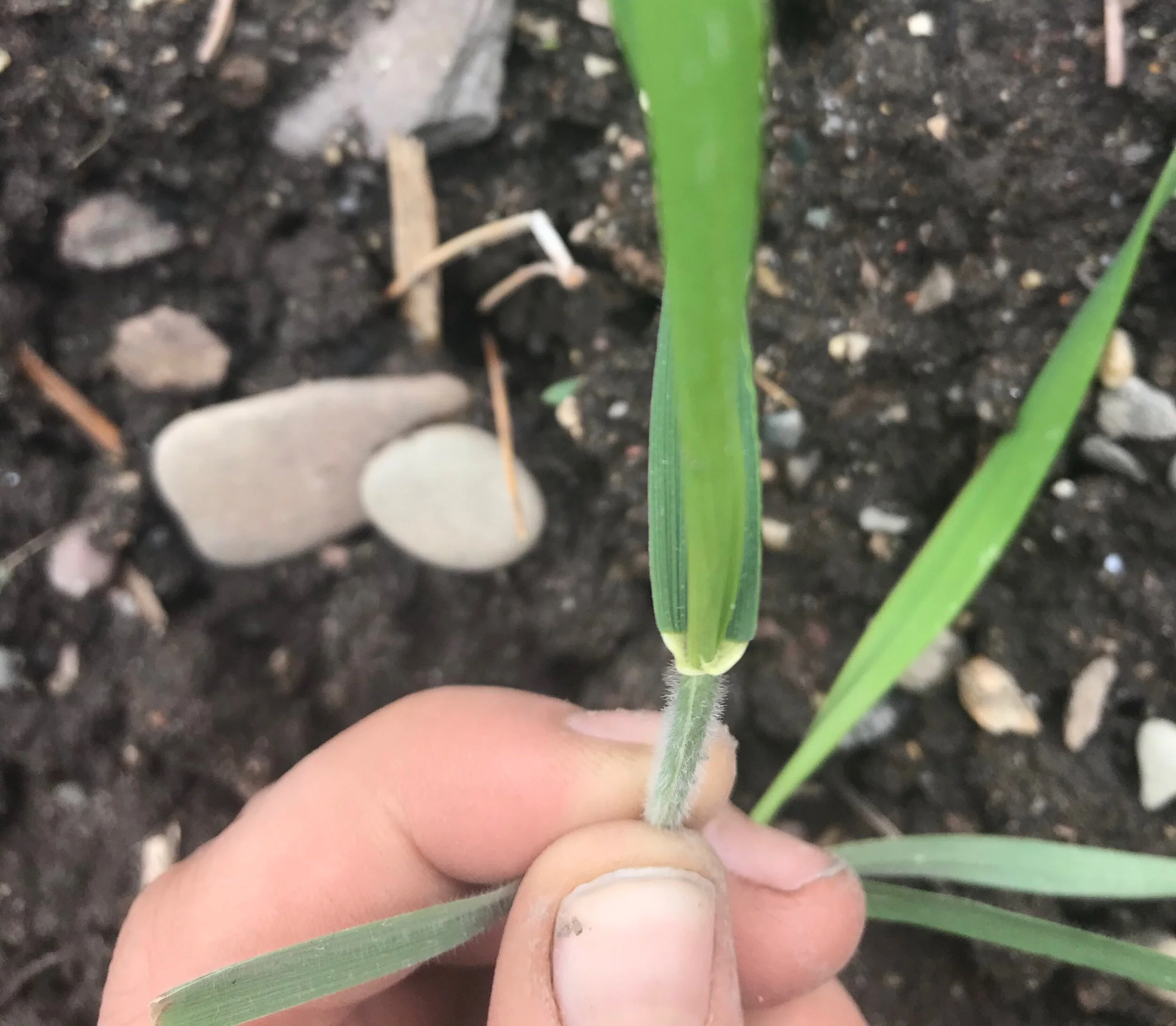 Missoula's Most Ubiquitous Weed Quack Grass! — Garden City Harvest
