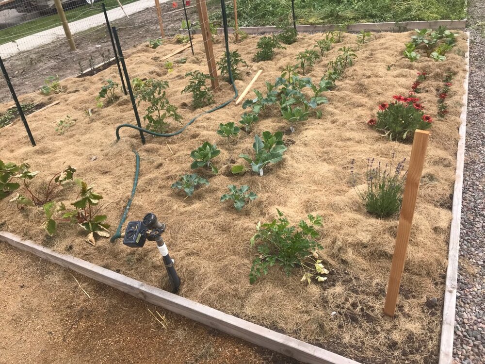 Mulching with Lawn Clippings — Garden City Harvest