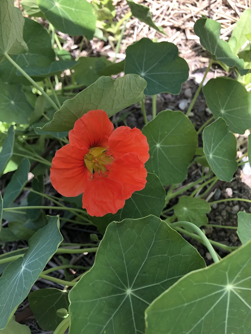 Edible Flowers  Garden City Harvest