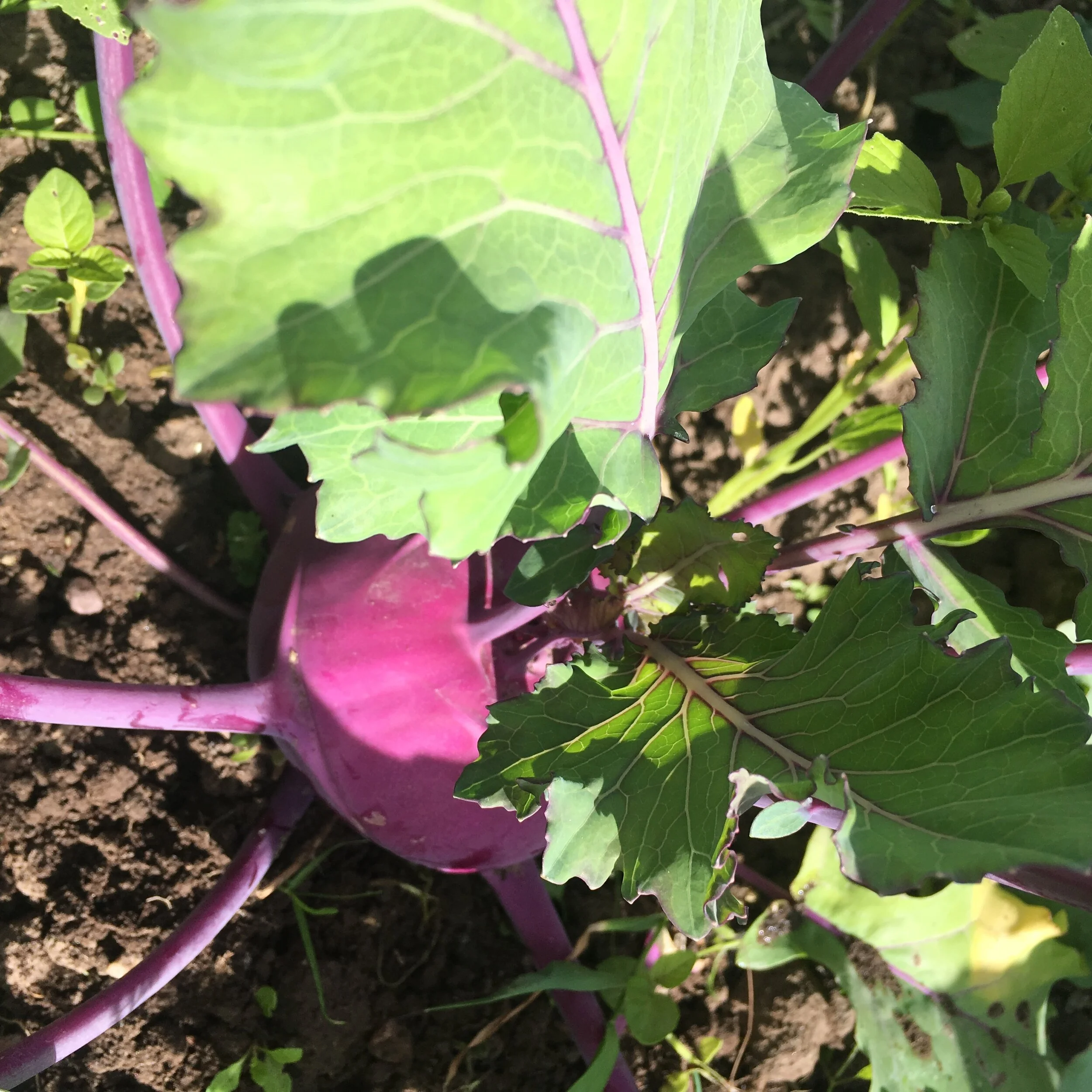 Veggie ID: Kohlrabi and Scapes