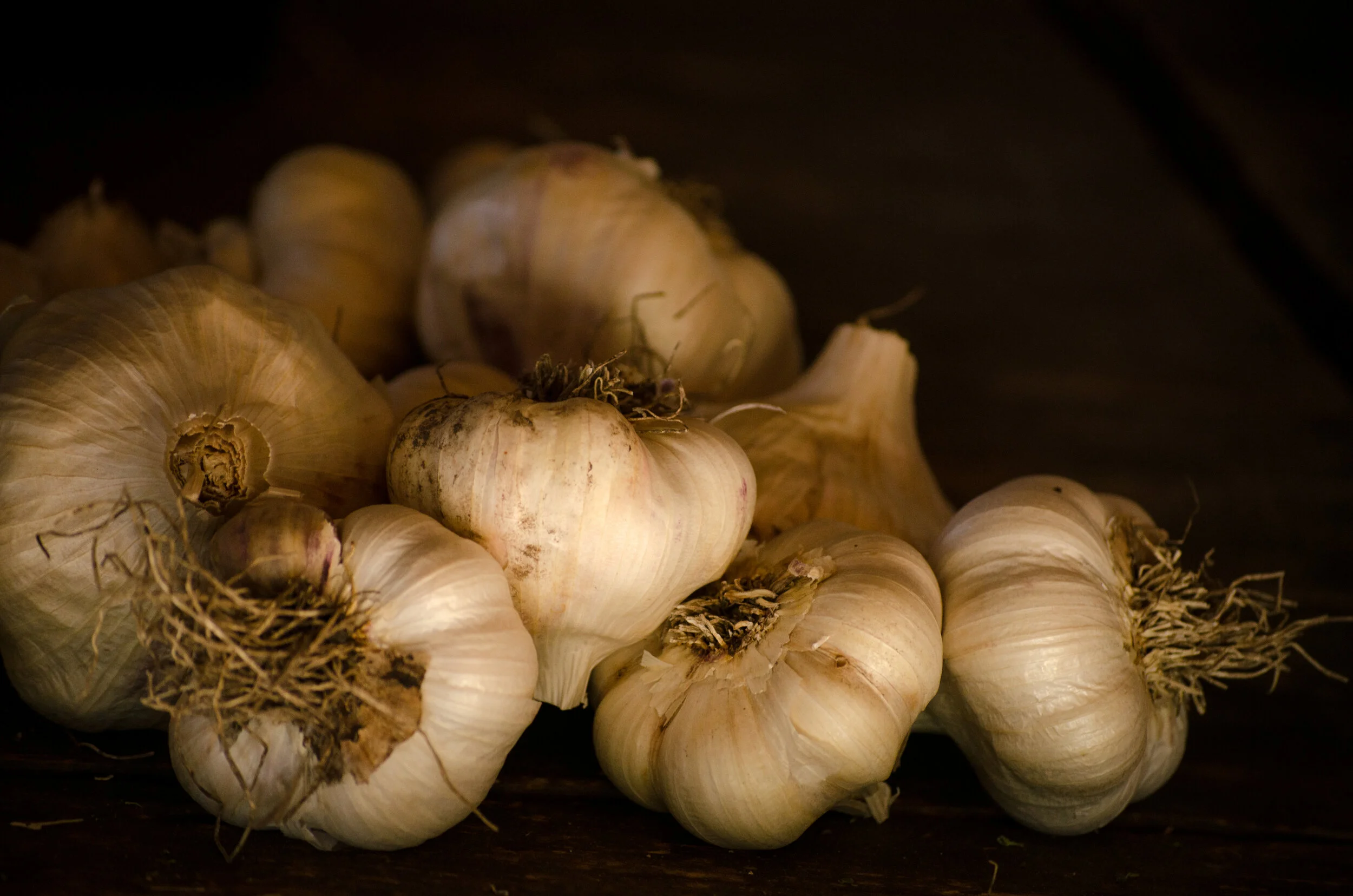 Gardening Garlic: 5 things you need to know