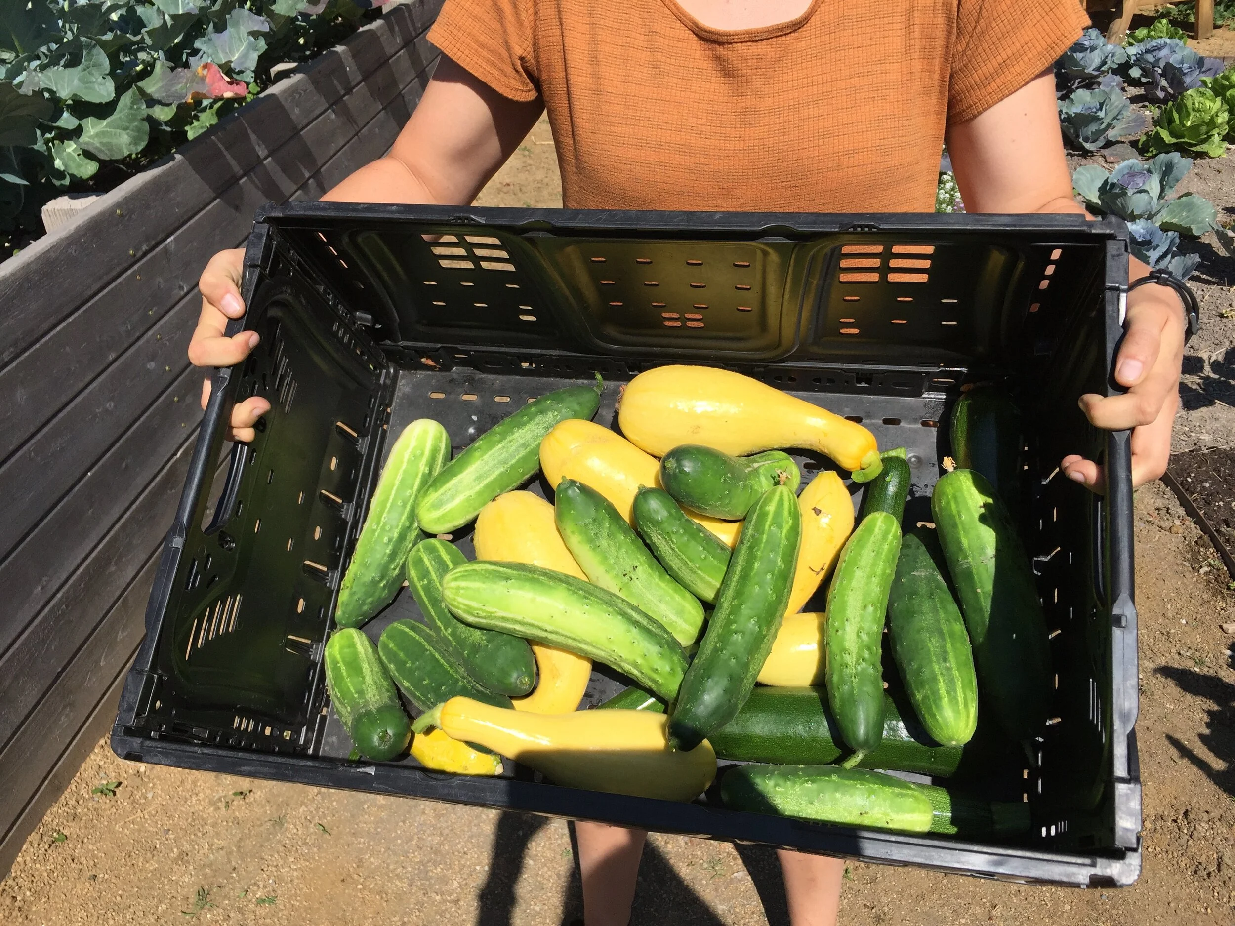 Harvesting Basics: A Guide to Enjoying the Fruits of Your Labor