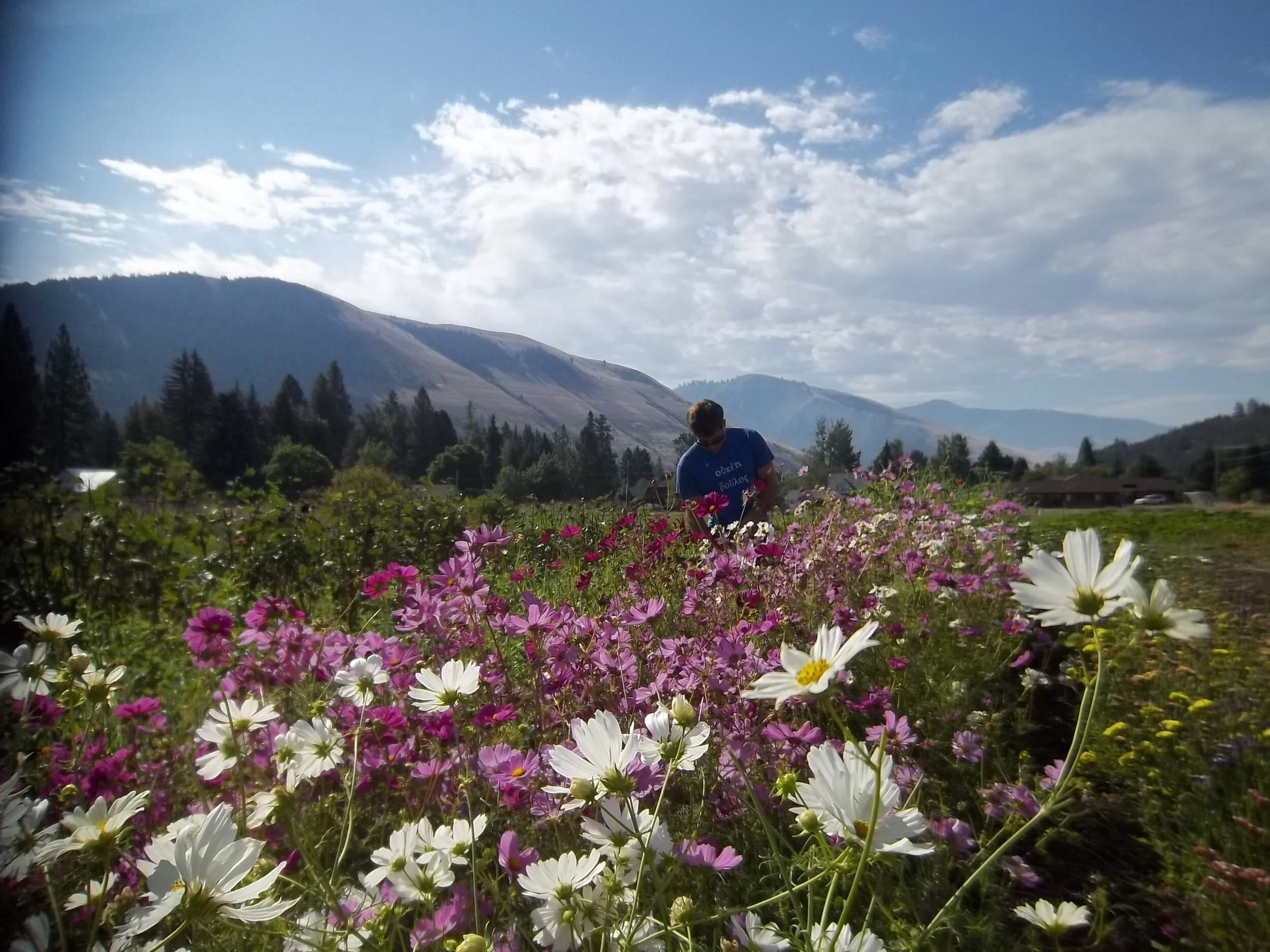 How to Cut Flowers with Farmer Caroline