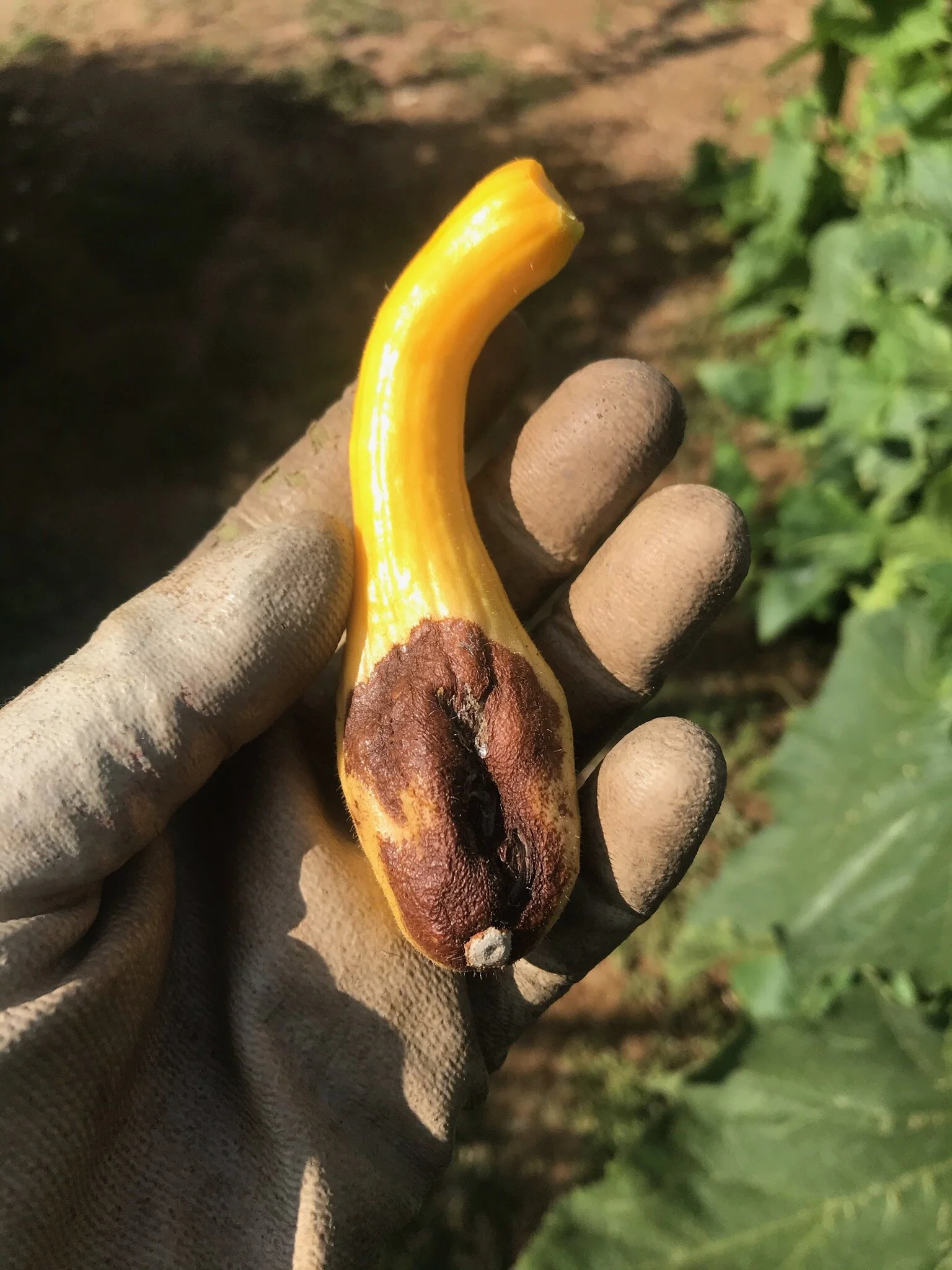 Incomplete Pollination