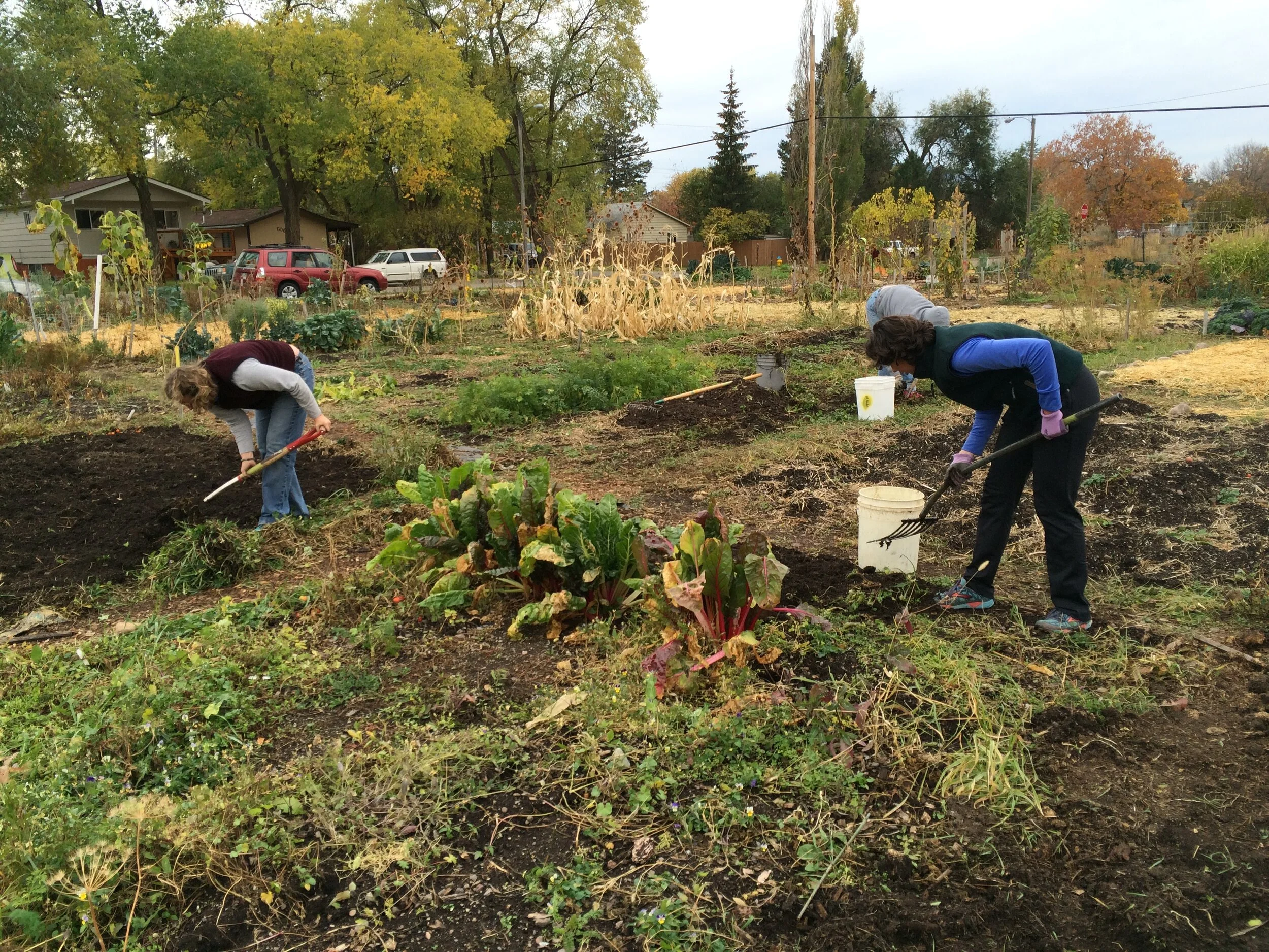 Community Gardens Winterizing Checklist — Garden City Harvest