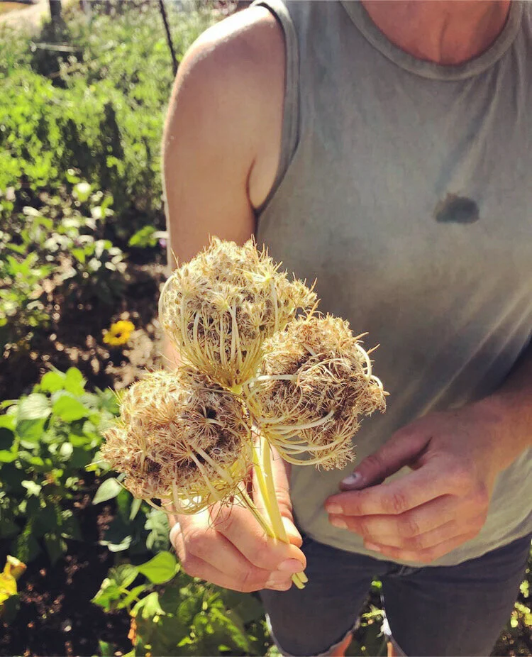 Saving Seeds from your Garden