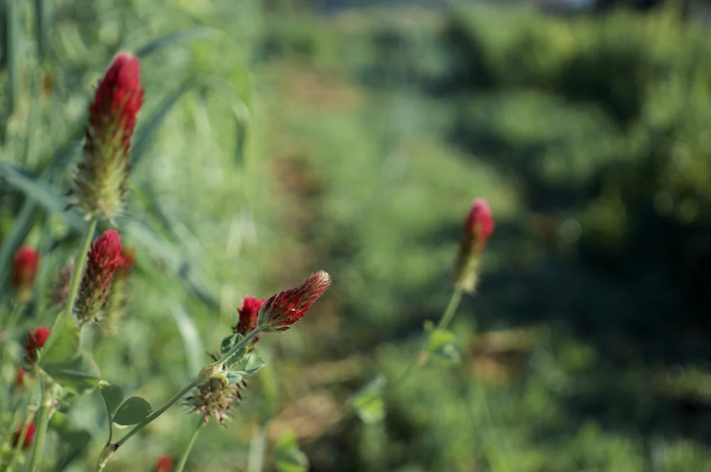Cover crop. Photo by Brook Artziniega.