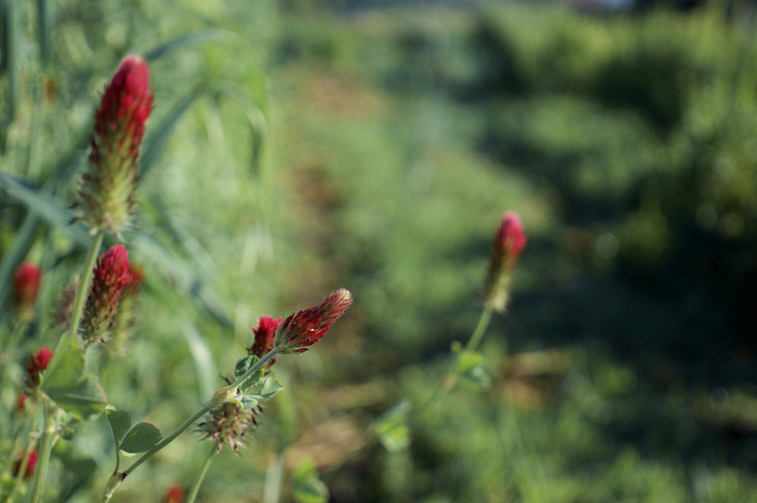 Cover crop. Photo by Brook Artziniega.