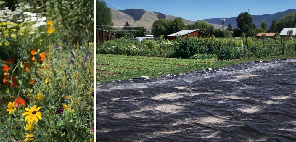 Right: black plastic covers a dormant field at River Road, what will be the future food forest.