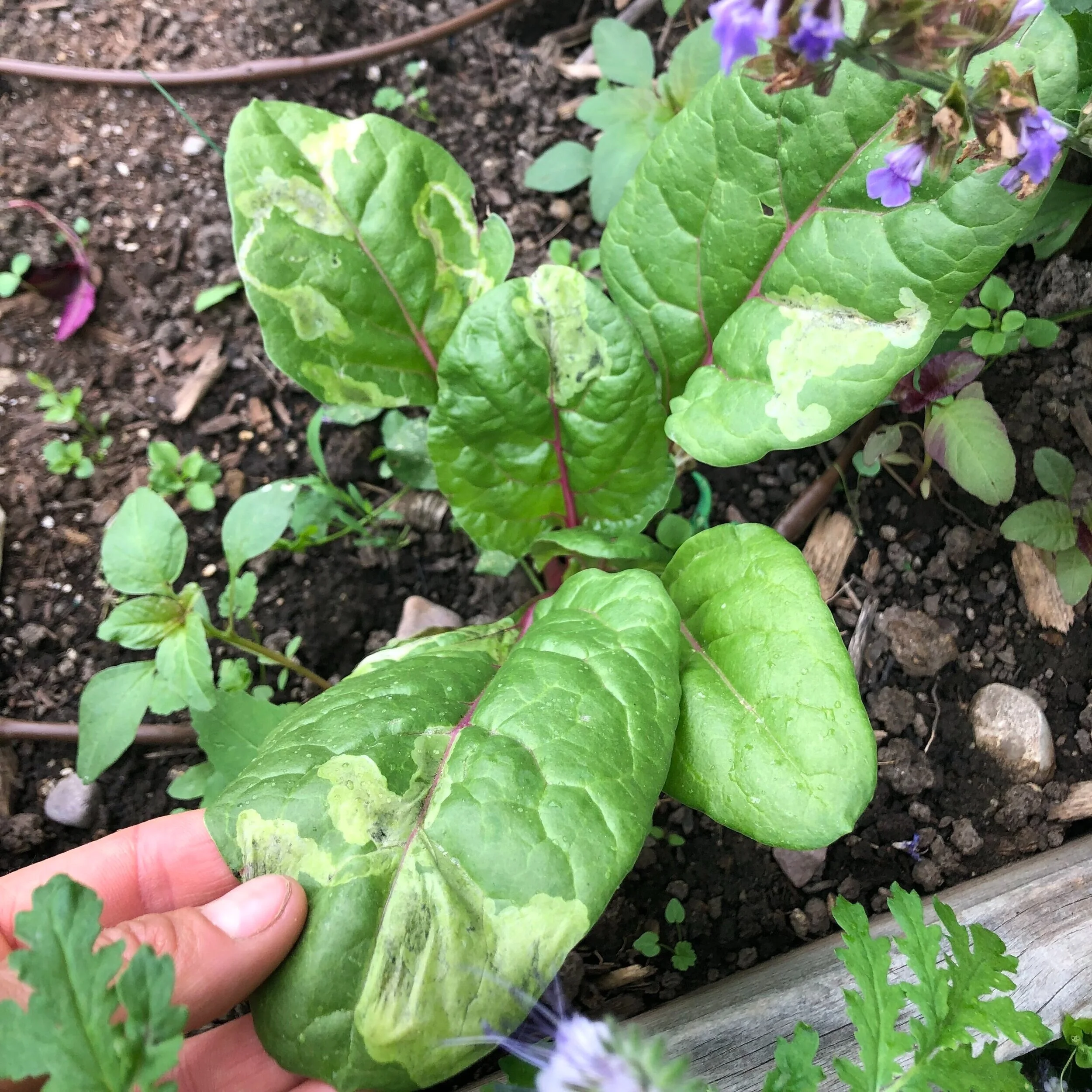 Identifying and Managing Leaf Miners