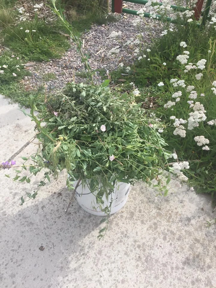 bindweed bucket.jpg