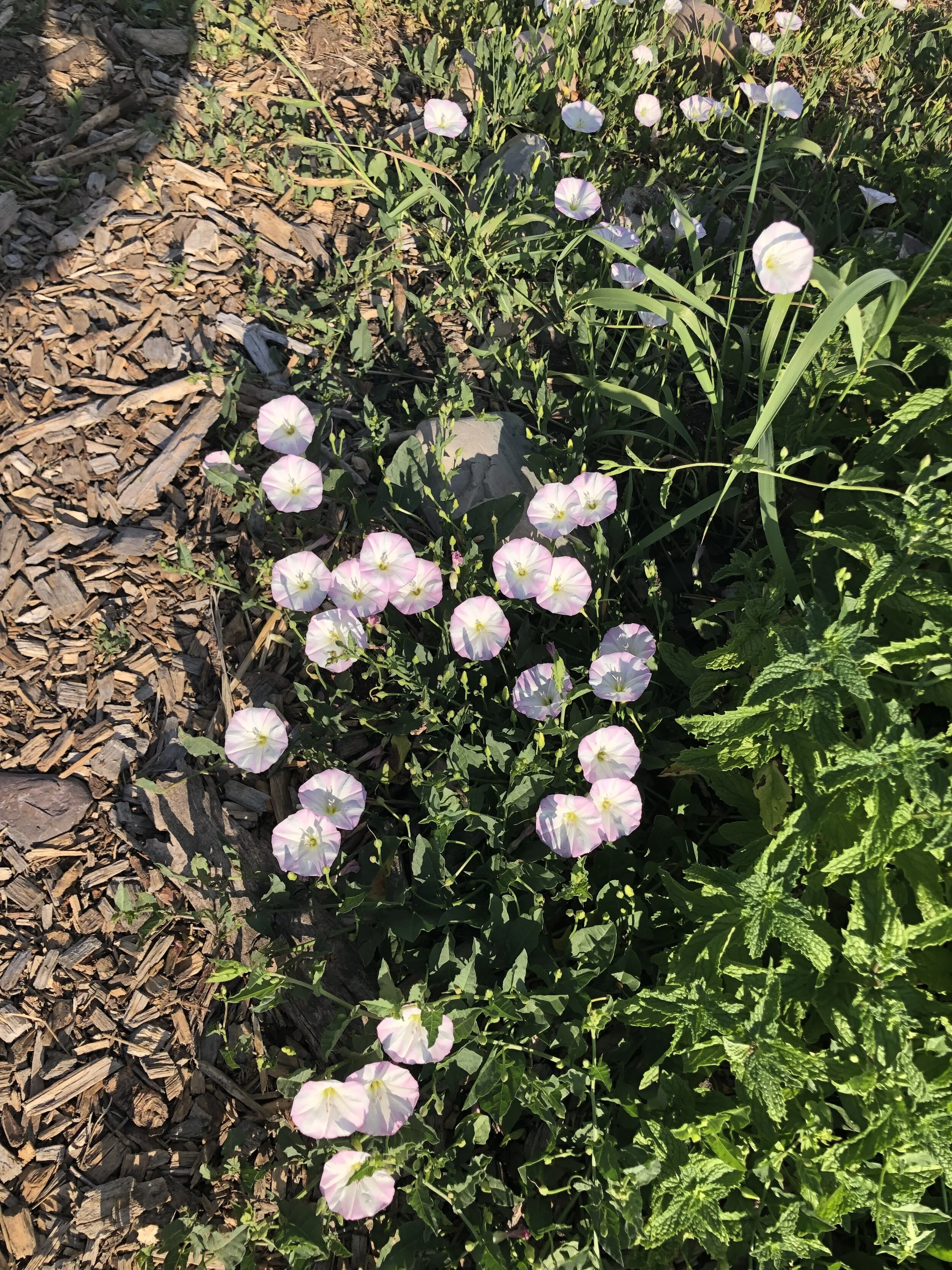 How to Slay Bindweed