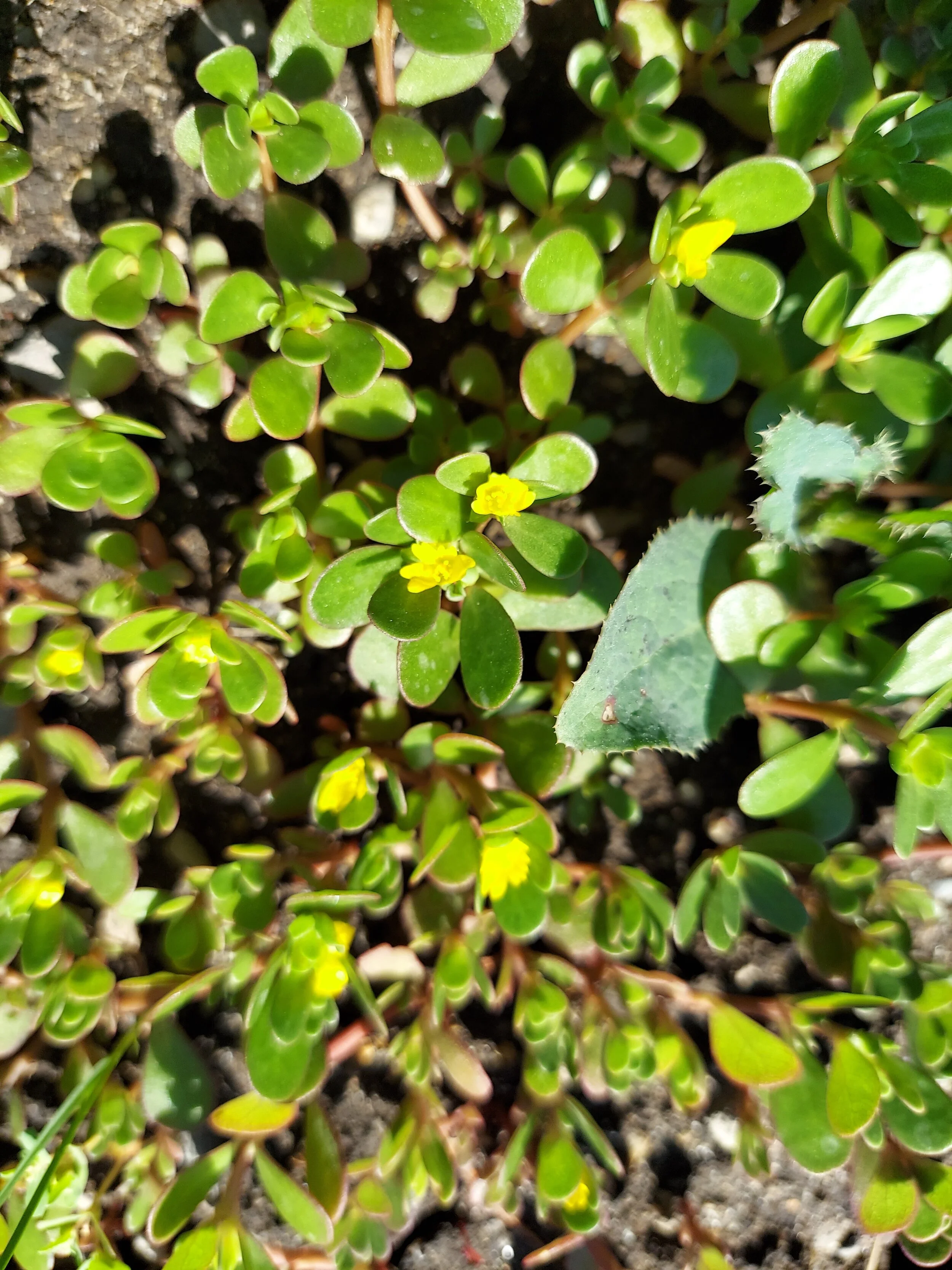 The Purslane Controversy