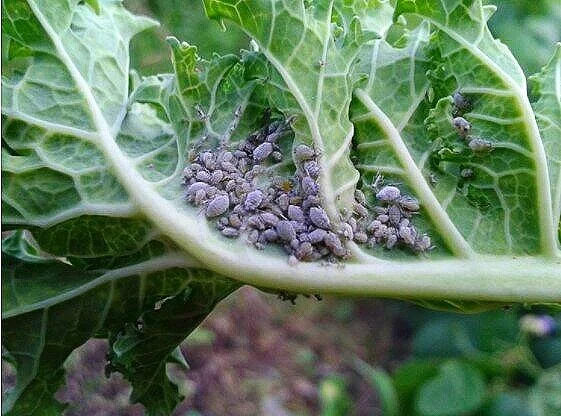 Aphids Aphids Aphids!