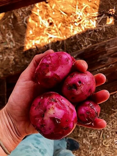 It's Potato Time
