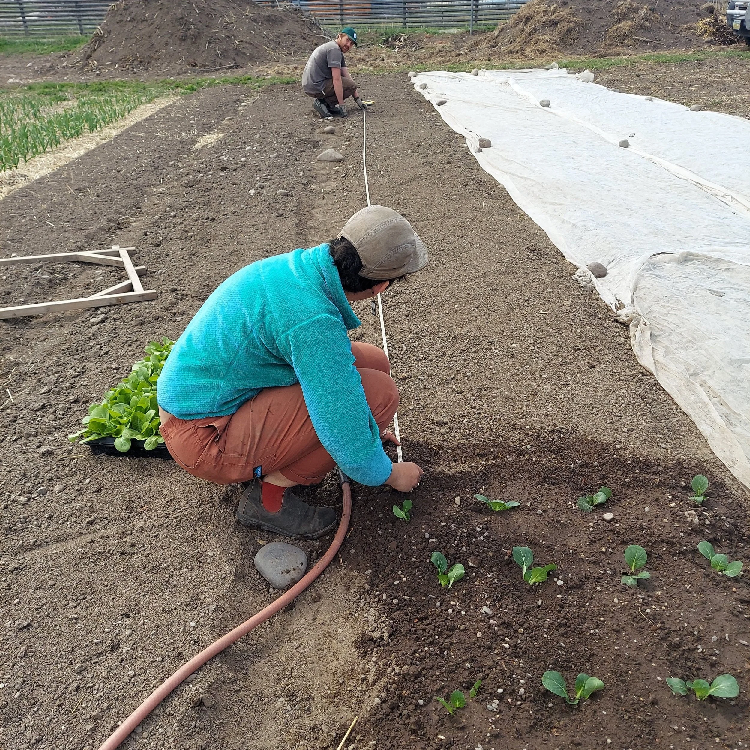Planting Wise