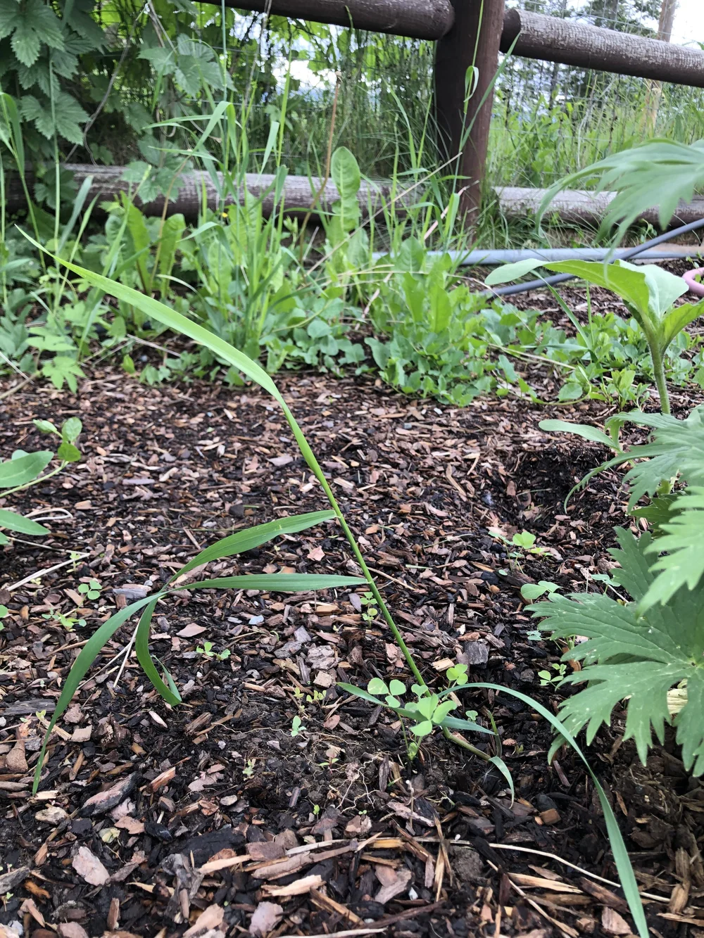 What Do Weeds in a Garden Look Like: Identify & Remove Fast