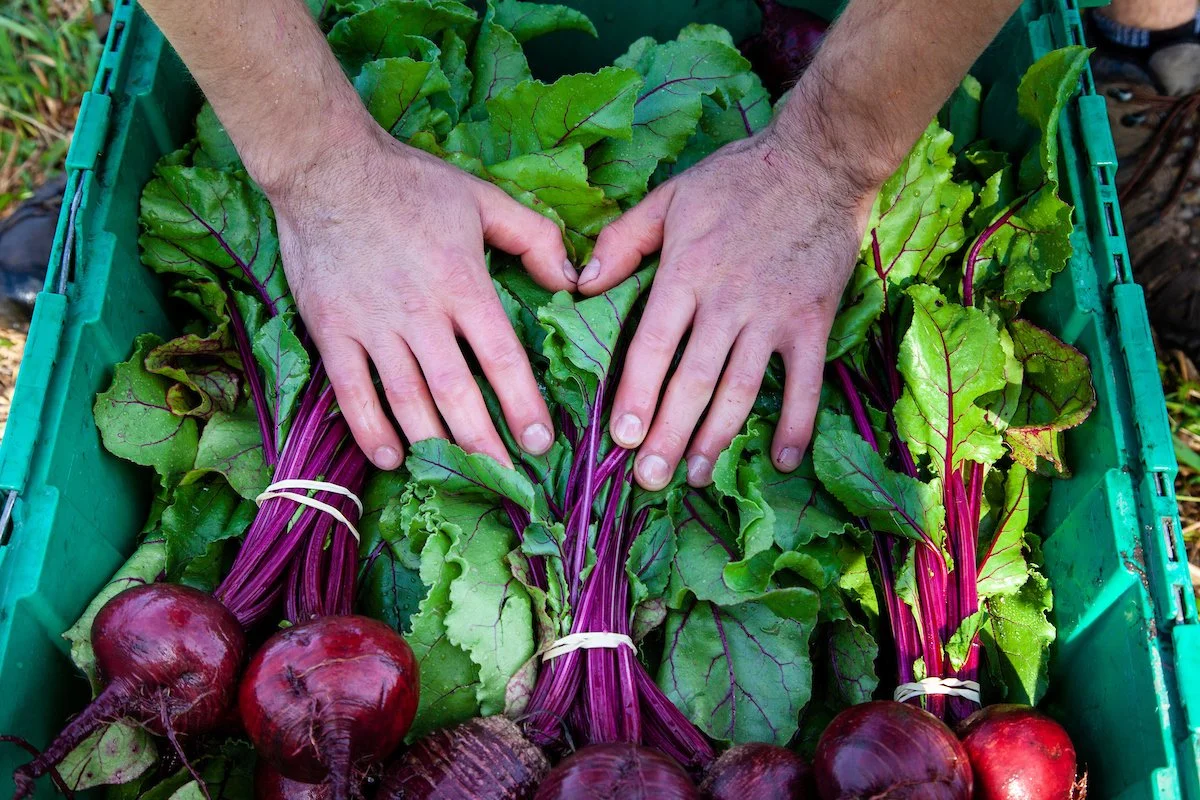 VIDEO RECIPE: Salad Dressing Basics