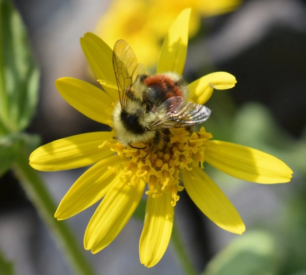 Workshop: Bees &amp; Bouquets -- FULL