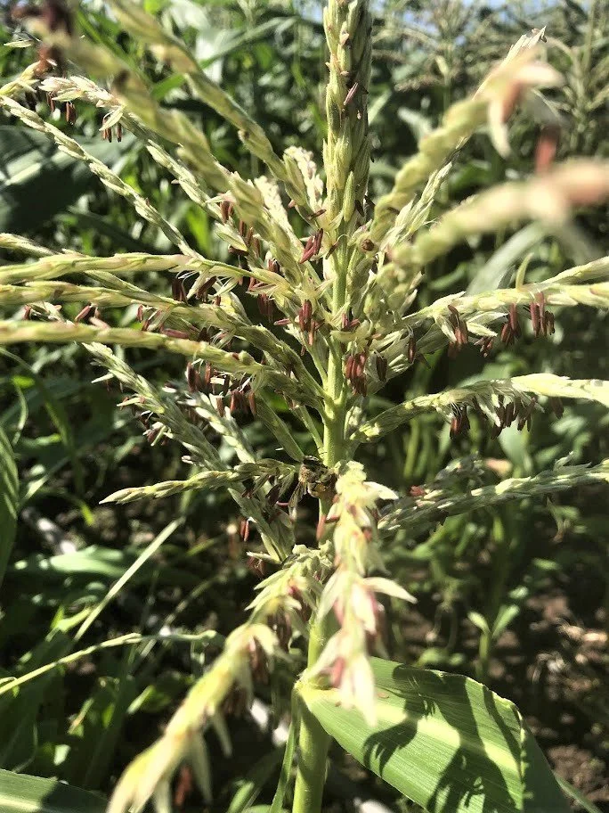 Pollination in the Garden: Bees, Buzz, and Wind