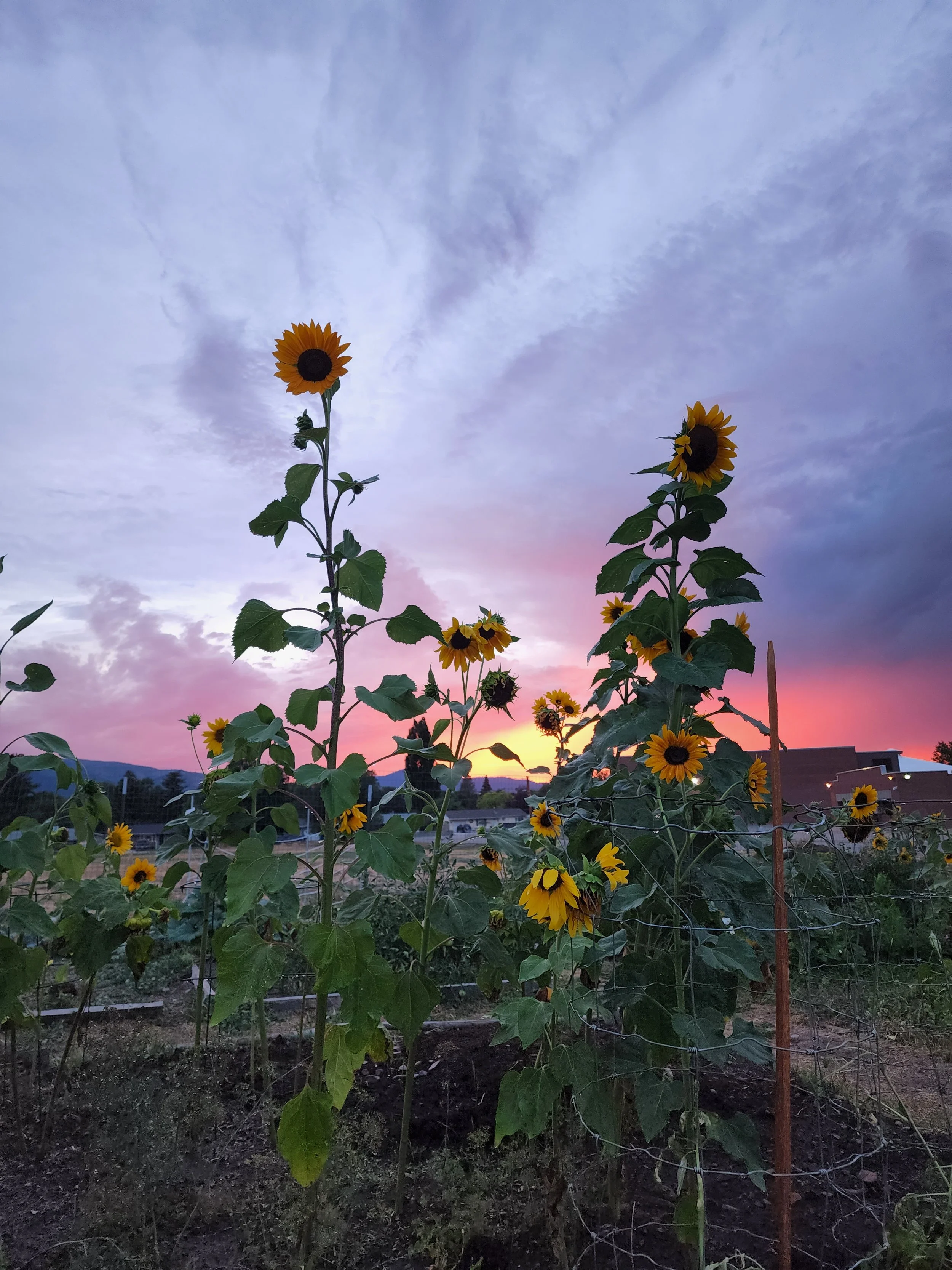 4 Crops for Fall Gardening