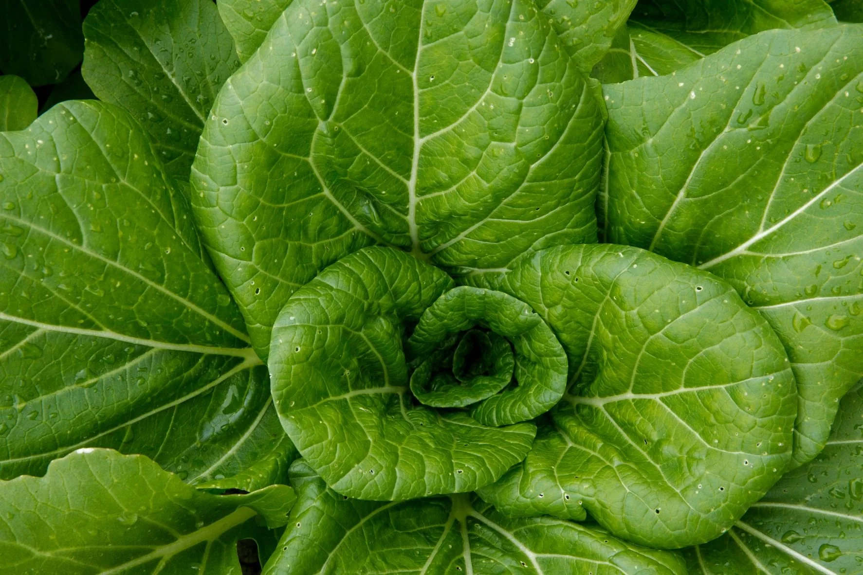 Early Season Pest Prevention