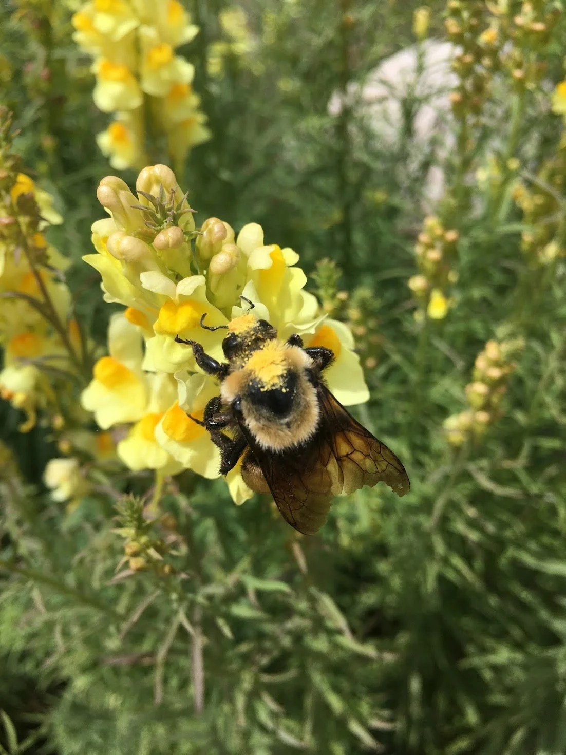 Workshop: Improving Habitat in Your Garden