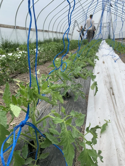 What to Use to Tie Up Tomato Plants: Best Materials
