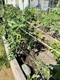 Trellising Tips and Tricks