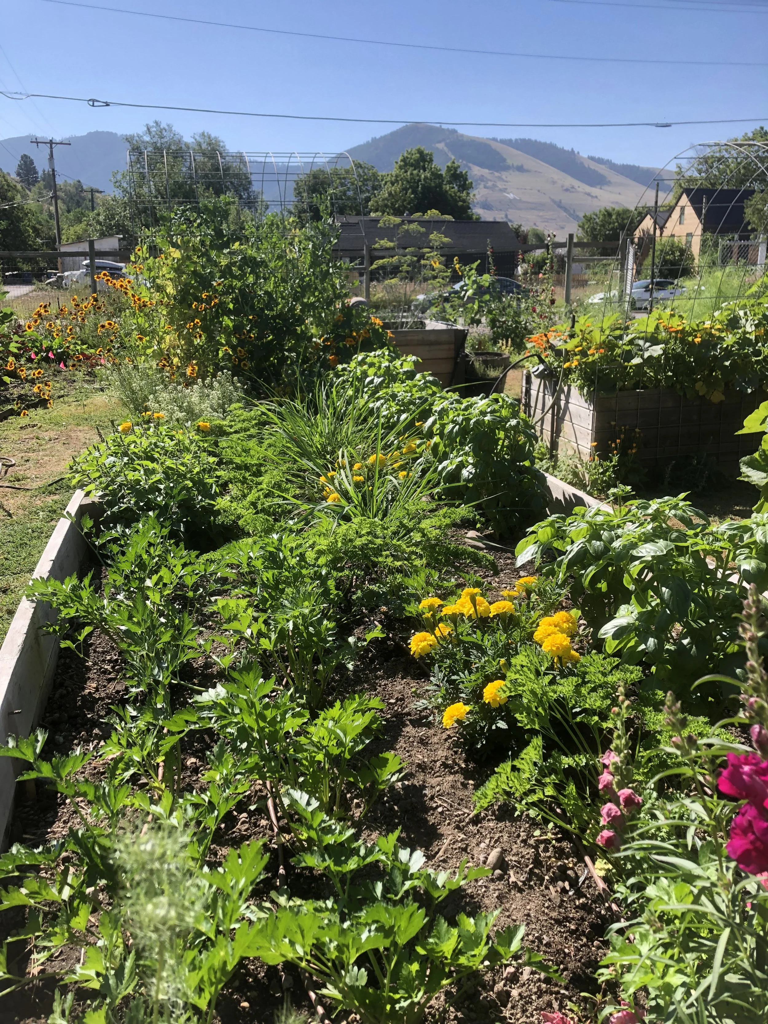 Growing Herbs at Providence Garden