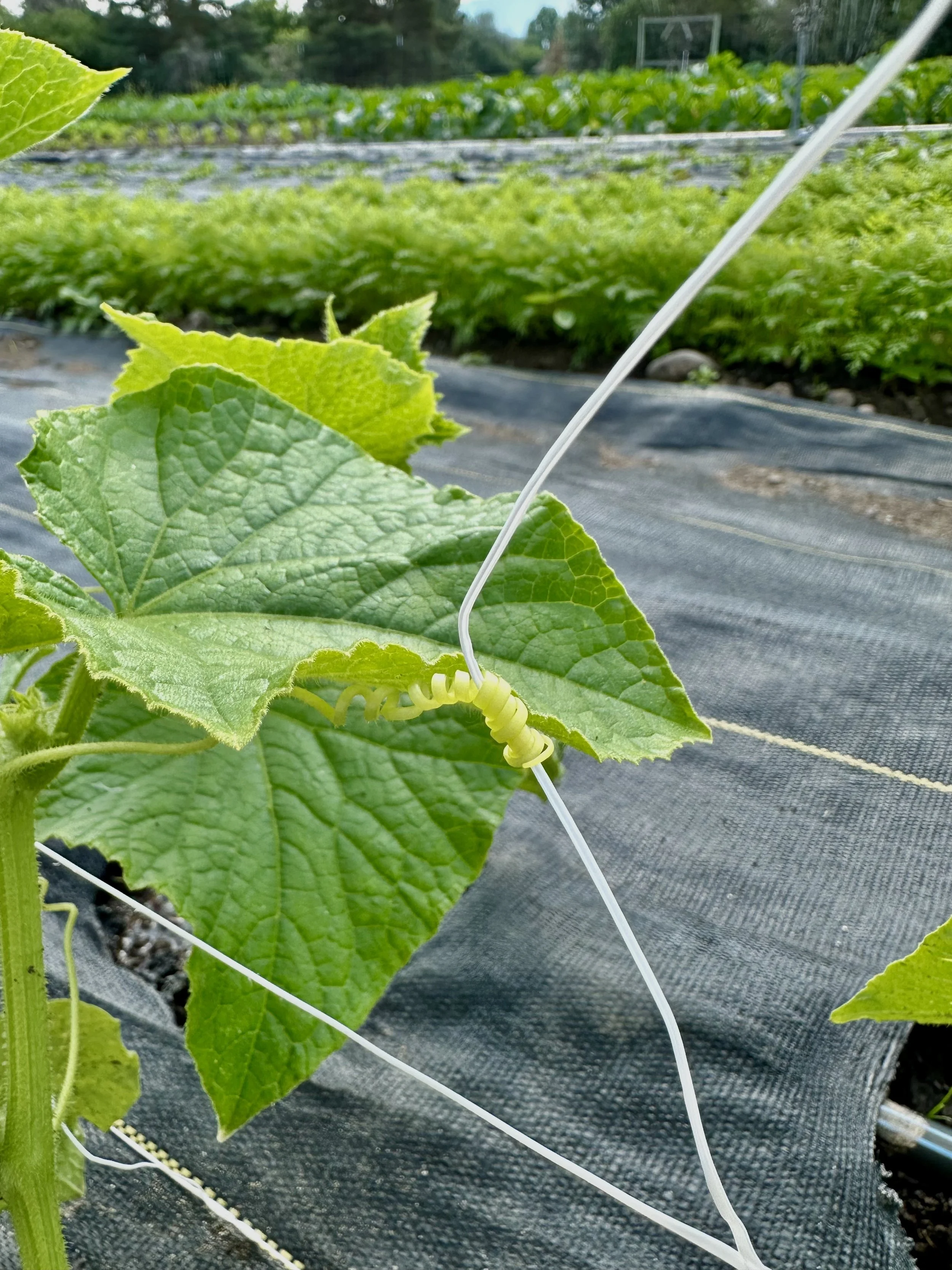 Trellising and Pruning Cucumbers