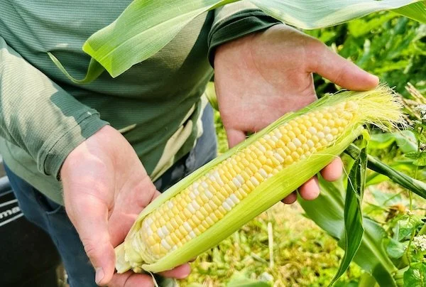 RECIPE: Corn and Tomato Salad
