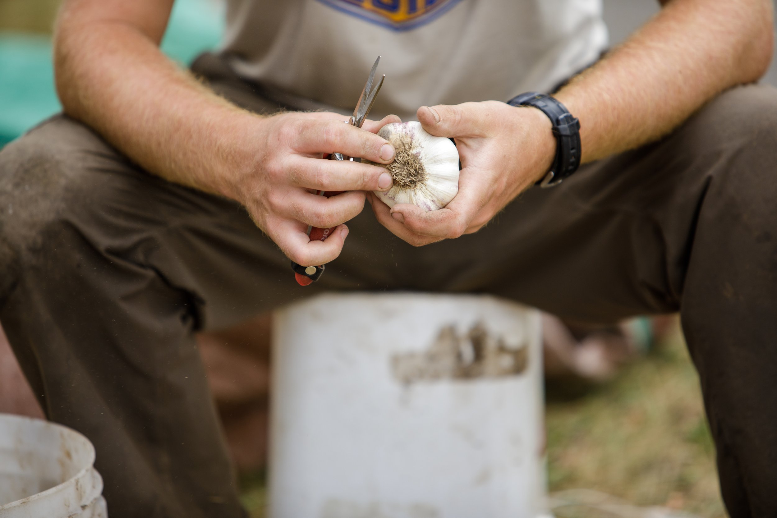 yf-p-athena-photography-s-garlic-getting-trimmed-2020.jpg