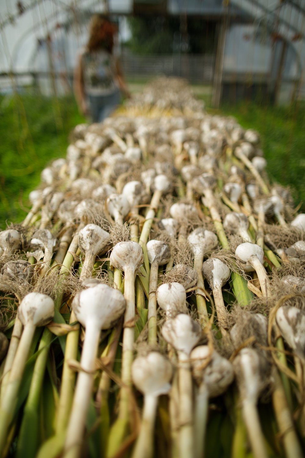 OG-p-athena-photography-s-lots-of-garlic-2020.jpg