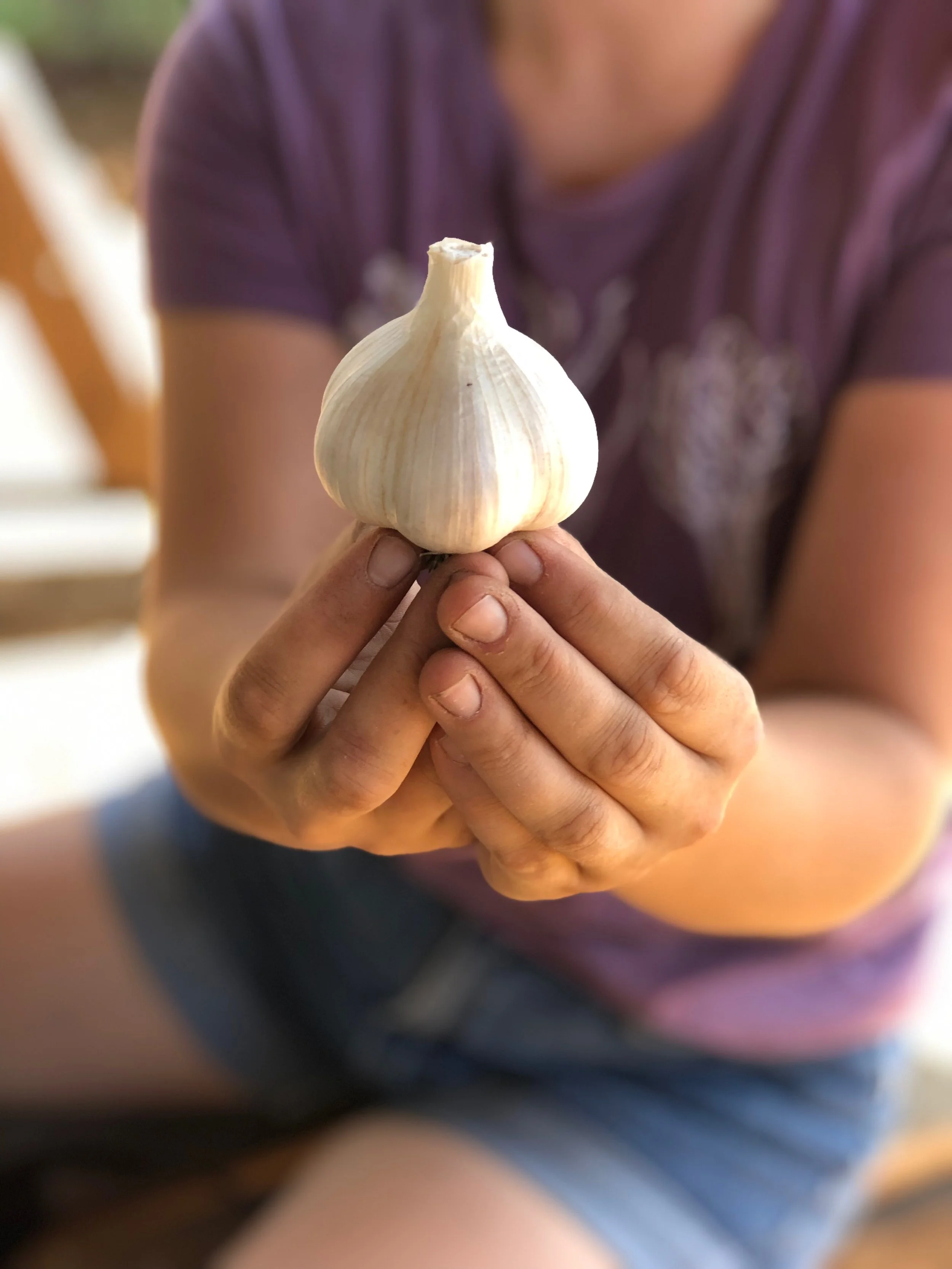 Growing Big Bountiful Garlic
