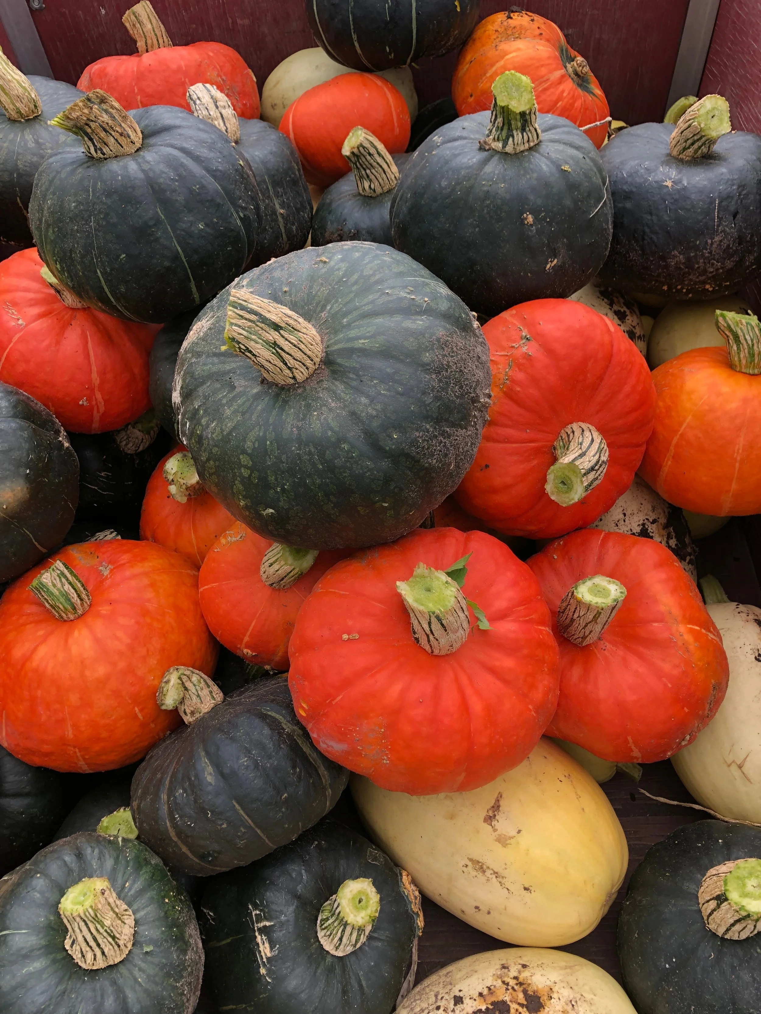 Stock Up Fall Veggie Sale
