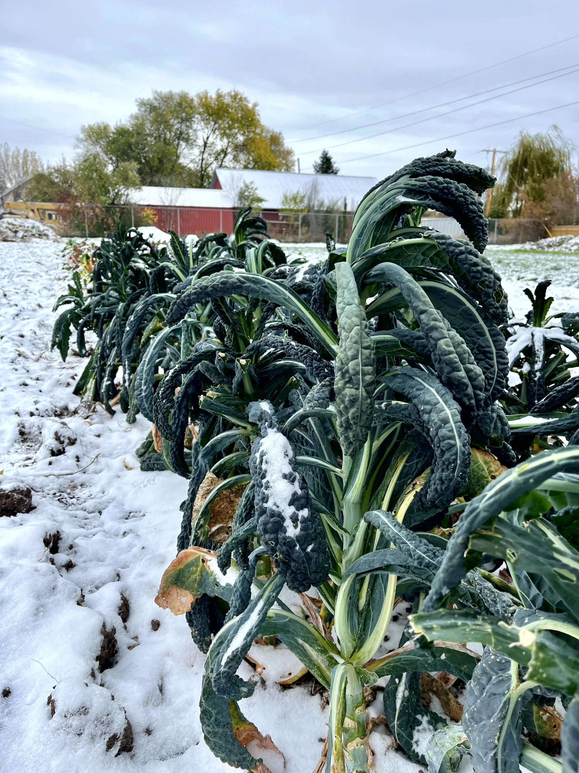 What's the Difference Between a Frost and a Freeze? 