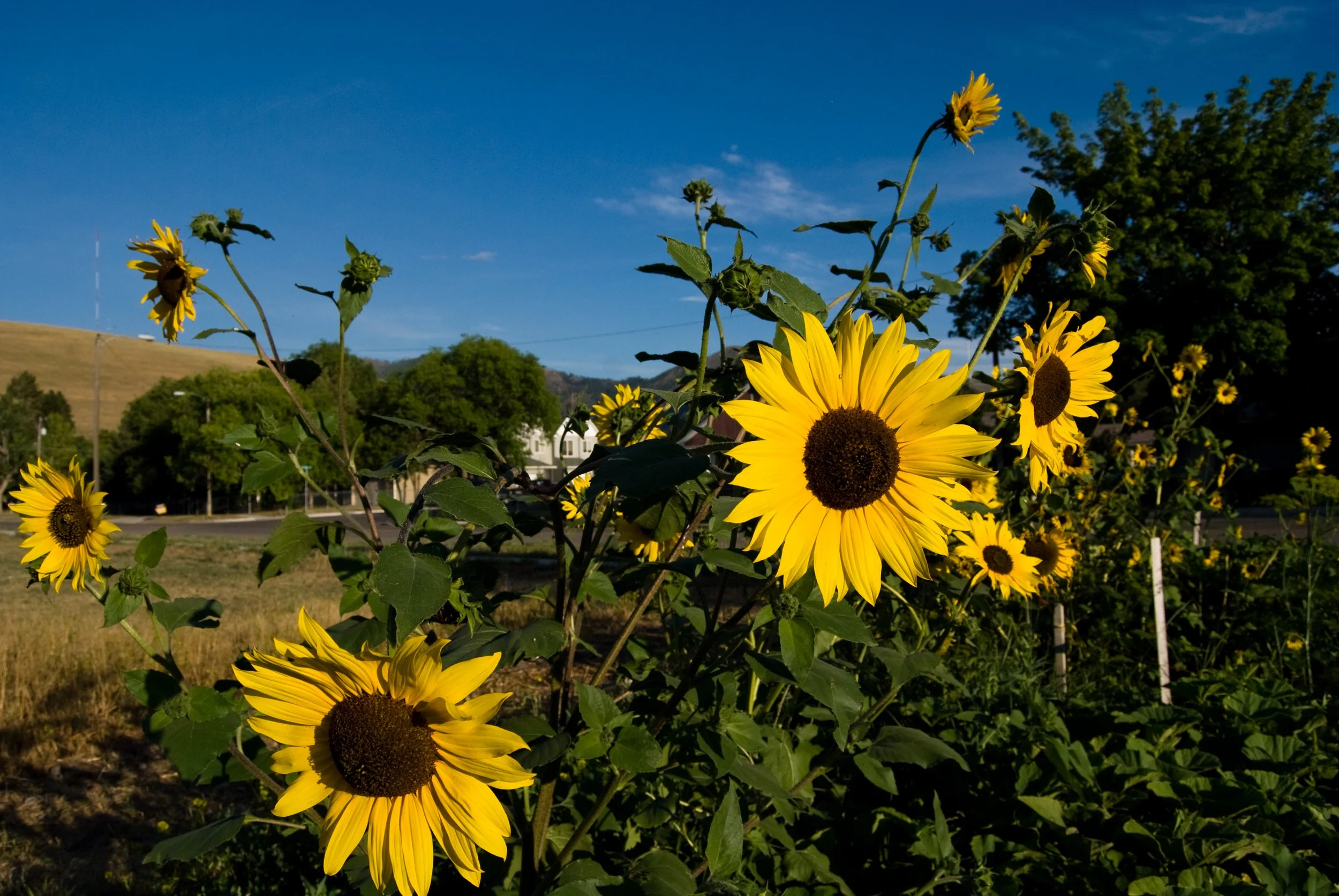 Gardening on the Northside