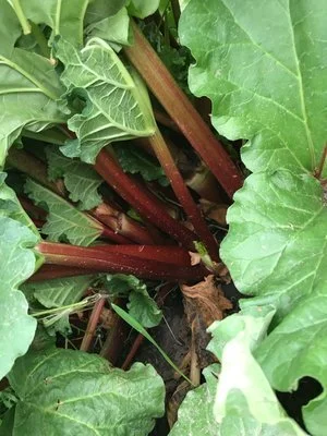 The Rhubarb Rundown