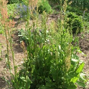 Unsung Sorrel